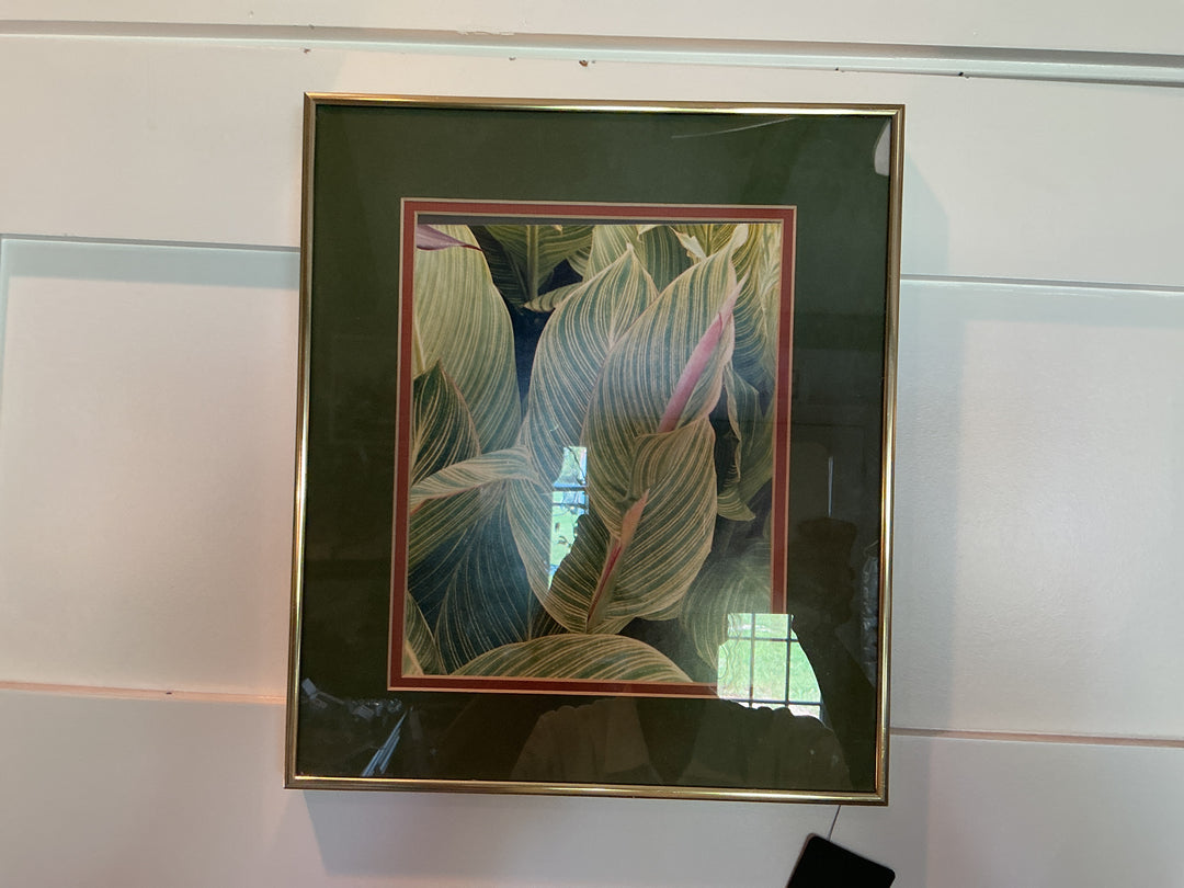 Peace lily plant